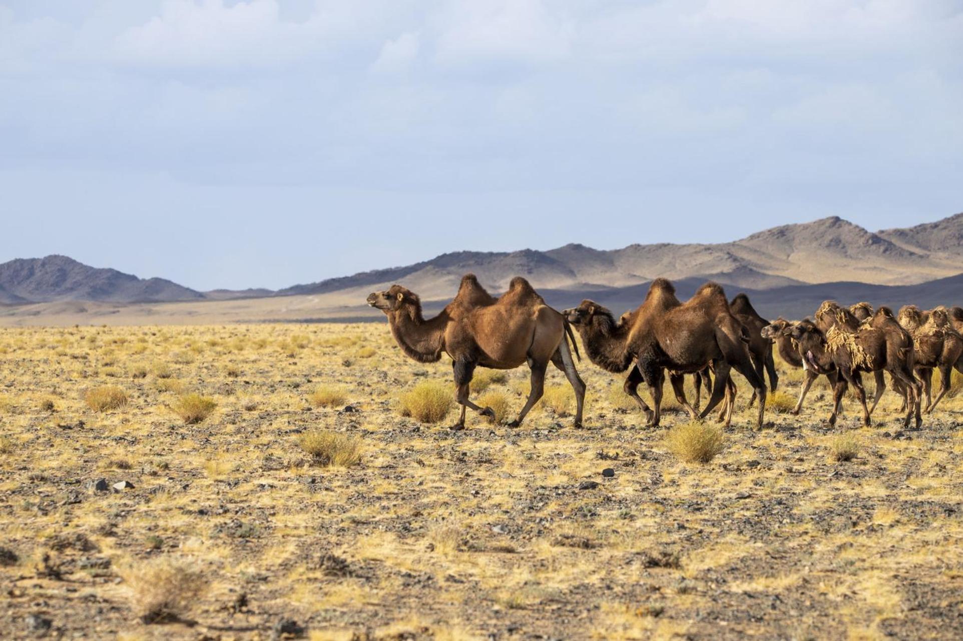 Gobi-Girl Hotell Ulan Bator Eksteriør bilde